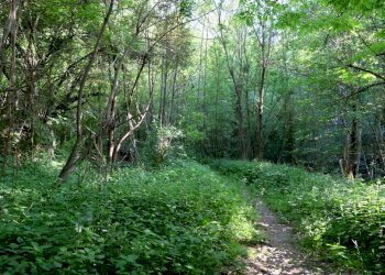 IMG_9687.JPG - Rustico Unnamed Road 13b, Sassello - foto 19