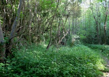 IMG_9688.JPG - Rustico Unnamed Road 13b, Sassello - foto 20