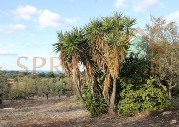 IMG_8789.JPG - Magazzino C.da Sant'Oceano, Monopoli - foto 4