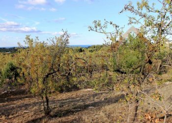 IMG_8795.JPG - Magazzino C.da Sant'Oceano, Monopoli - foto 6