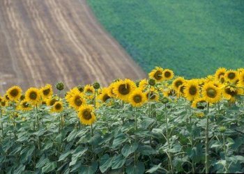 .. - Casale va bartolini, Ancona - photo 2
