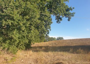 20211005_165647.jpg - Terreno agricolo Lugnano in Teverina - foto 2