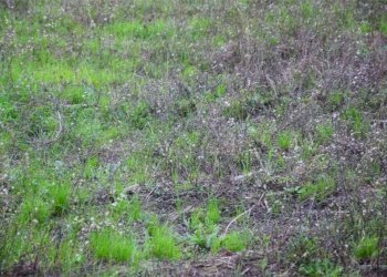 33.jpg - Terreno edificabile Traversa ⅱ Via Per Vorno, Lucca - foto 3