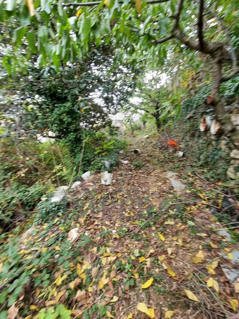 Terreno agricolo Via Monsignore Daffra, Ventimiglia - foto 3