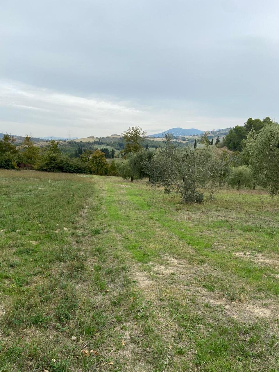WhatsApp Image 2021-10-26 at 12.13.30 (6).jpeg - Terreno agricolo Strada di Vagli, Lugnano in Teverina - foto 3
