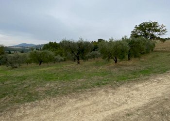 WhatsApp Image 2021-10-26 at 12.13.30 (4).jpeg - Terreno agricolo Strada di Vagli, Lugnano in Teverina - foto 1