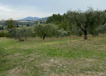 WhatsApp Image 2021-10-26 at 12.13.30 (5).jpeg - Terreno agricolo Strada di Vagli, Lugnano in Teverina - foto 2