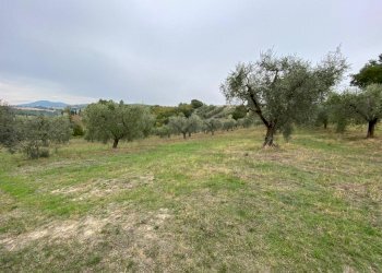 WhatsApp Image 2021-10-26 at 12.13.31 (1).jpeg - Terreno agricolo Strada di Vagli, Lugnano in Teverina - foto 4