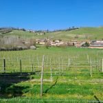 Terreno agricolo Santo Stefano Belbo - foto 1