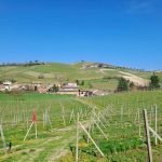 Terreno agricolo Santo Stefano Belbo - foto 2