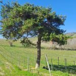 Terreno agricolo Santo Stefano Belbo - foto 3