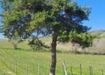 Terreno agricolo Santo Stefano Belbo - foto 3