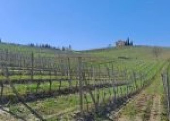 Terreno agricolo Santo Stefano Belbo - foto 4