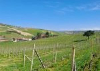 Terreno agricolo Santo Stefano Belbo - foto 7