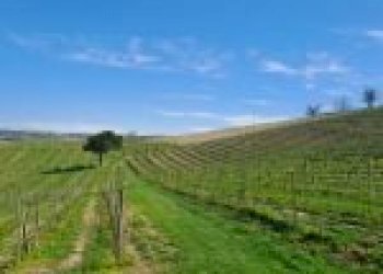 Terreno agricolo Santo Stefano Belbo - foto 8