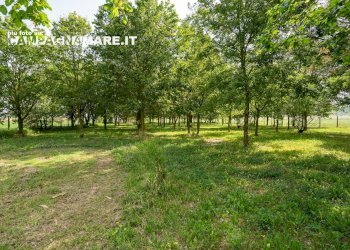 Independent house via biverare, Mesola - photo 17