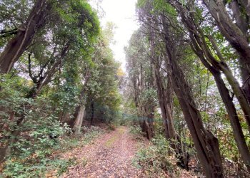 IMG_9103.jpg - Villa Strada Regionale 206, Collesalvetti - foto 8