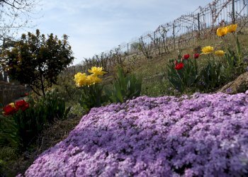 Villa Storica Strada Borgomale, Asti - foto 20