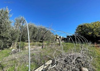 Rustic CONTRADA PEZZALUNGA, Ripatransone - photo 12
