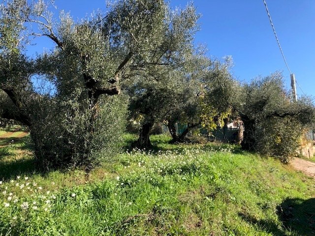 IMG_2712.jpg - Terreno edificabile Via Antonio Gramsci, Marcellina - foto 3