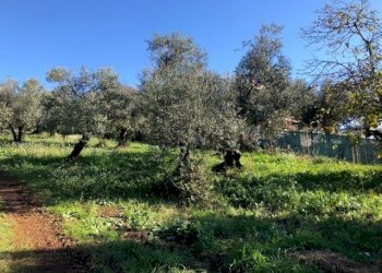 IMG_2713.jpg - Terreno edificabile Via Antonio Gramsci, Marcellina - foto 2