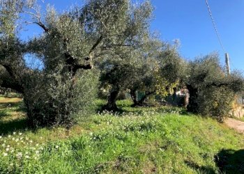 IMG_2712.jpg - Terreno edificabile Via Antonio Gramsci, Marcellina - foto 3