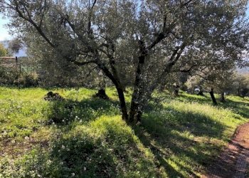 IMG_2715.jpg - Terreno edificabile Via Antonio Gramsci, Marcellina - foto 6