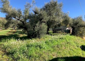 IMG_2721.jpg - Terreno edificabile Via Antonio Gramsci, Marcellina - foto 8