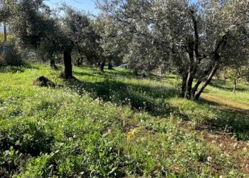 IMG_2716.jpg - Terreno edificabile Via Antonio Gramsci, Marcellina - foto 10