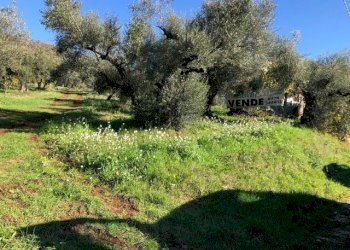 IMG_2730.jpg - Terreno edificabile Via Antonio Gramsci, Marcellina - foto 15