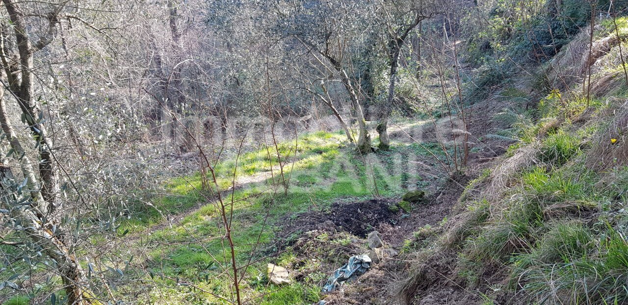 TE155_terreno_agricolo_uliveto_vendita_vezzano (6) - Terreno agricolo Vezzano Ligure - foto 3
