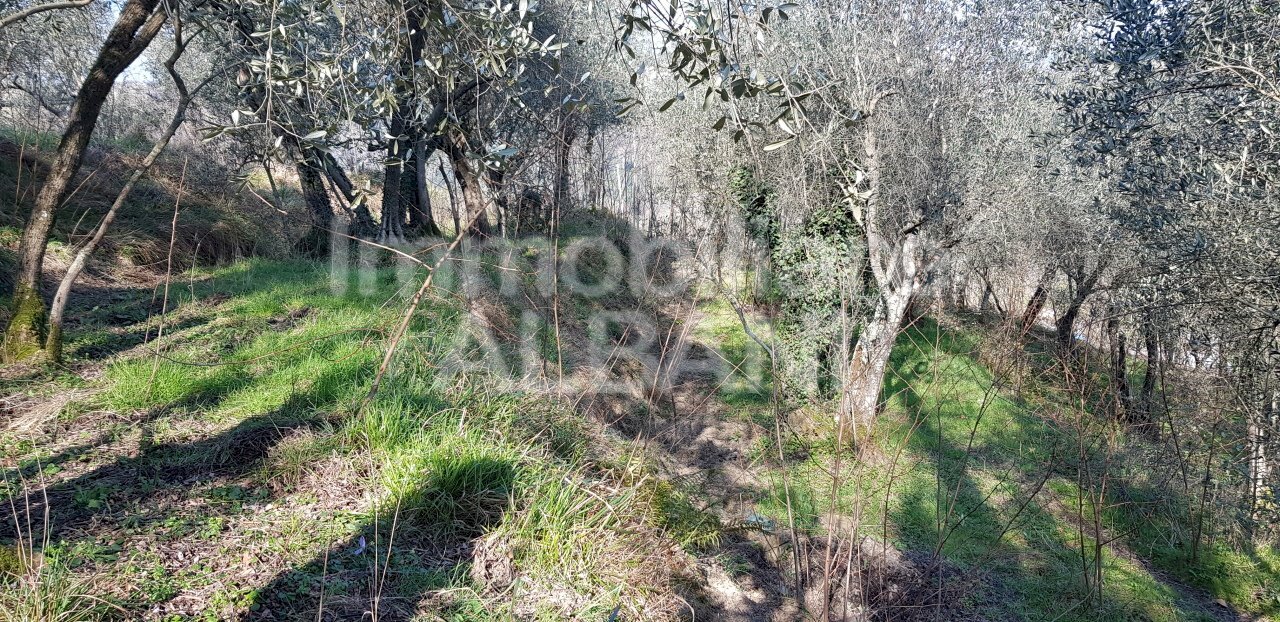 TE155_terreno_agricolo_uliveto_vendita_vezzano (10 - Terreno agricolo Vezzano Ligure - foto 1