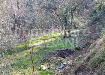 TE155_terreno_agricolo_uliveto_vendita_vezzano (6) - Terreno agricolo Vezzano Ligure - foto 3