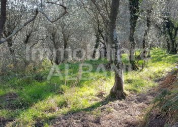 TE155_terreno_agricolo_uliveto_vendita_vezzano (5) - Terreno agricolo Vezzano Ligure - foto 6