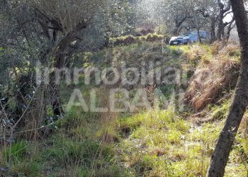 TE155_terreno_agricolo_uliveto_vendita_vezzano (2) - Terreno agricolo Vezzano Ligure - foto 7