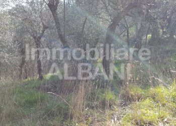 TE155_terreno_agricolo_uliveto_vendita_vezzano (3) - Terreno agricolo Vezzano Ligure - foto 9