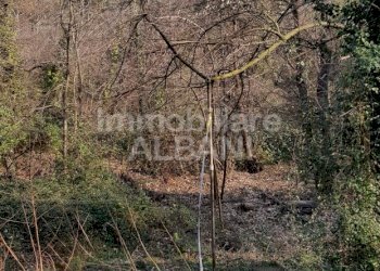 TE155_terreno_agricolo_uliveto_vendita_vezzano (9) - Terreno agricolo Vezzano Ligure - foto 11