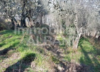 TE155_terreno_agricolo_uliveto_vendita_vezzano (10 - Terreno agricolo Vezzano Ligure - foto 1