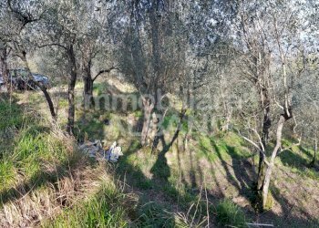 TE155_terreno_agricolo_uliveto_vendita_vezzano (12 - Terreno agricolo Vezzano Ligure - foto 12