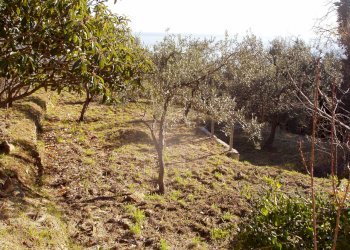 P1010082.JPG - Villa Varazze - foto 8