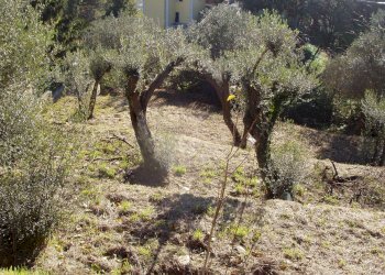 P1010085.JPG - Villa Varazze - foto 11