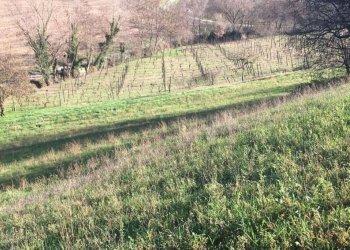 Rustico Meldola - foto 7