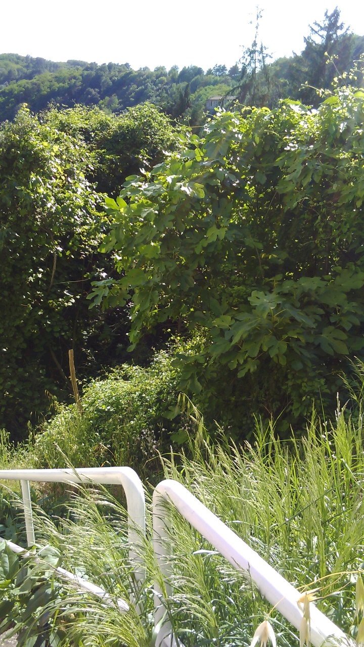 IMG_20170601_173845.jpg - Terreno edificabile Vezzano Ligure - foto 3