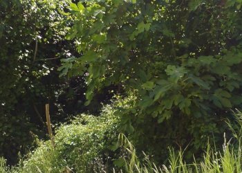 IMG_20170601_173845.jpg - Terreno edificabile Vezzano Ligure - foto 3