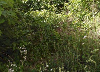 IMG_20170601_173927.jpg - Terreno edificabile Vezzano Ligure - foto 4