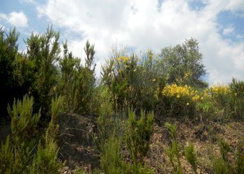 88193.jpg - Terreno edificabile Arcola - foto 6