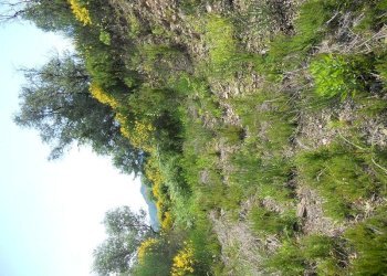 88196.jpg - Terreno edificabile Arcola - foto 9