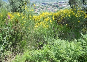 88194.jpg - Terreno edificabile Arcola - foto 7