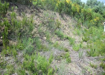 88195.jpg - Terreno edificabile Arcola - foto 8