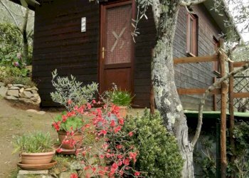 5c034d23-4b0e-4f49-a2c8-71d046345a90.JPG - Agricultural land Camaiore - photo 1